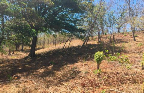 2.5 Hectares/6.3 Acres of Nature Only 5 Minutes from Tamarindo